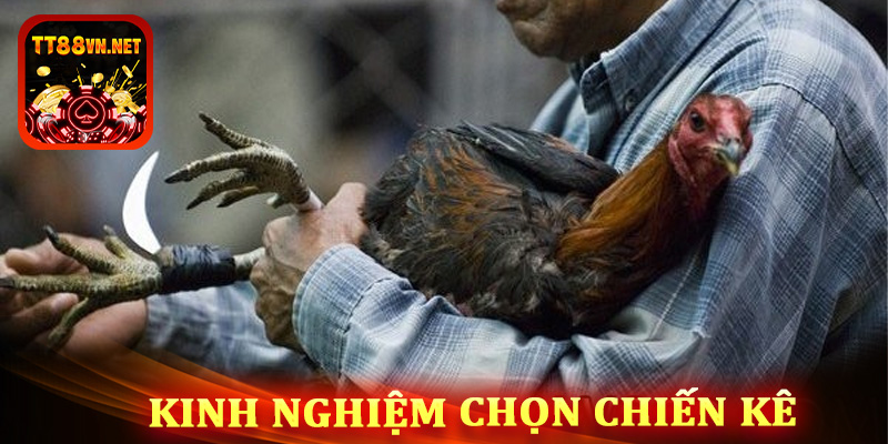 Những yếu tố cần thiết khi chọn chiến kê tại đá gà cựa dao